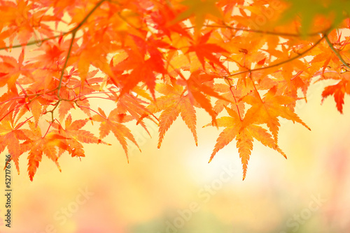 京都の秋、赤いもみじ