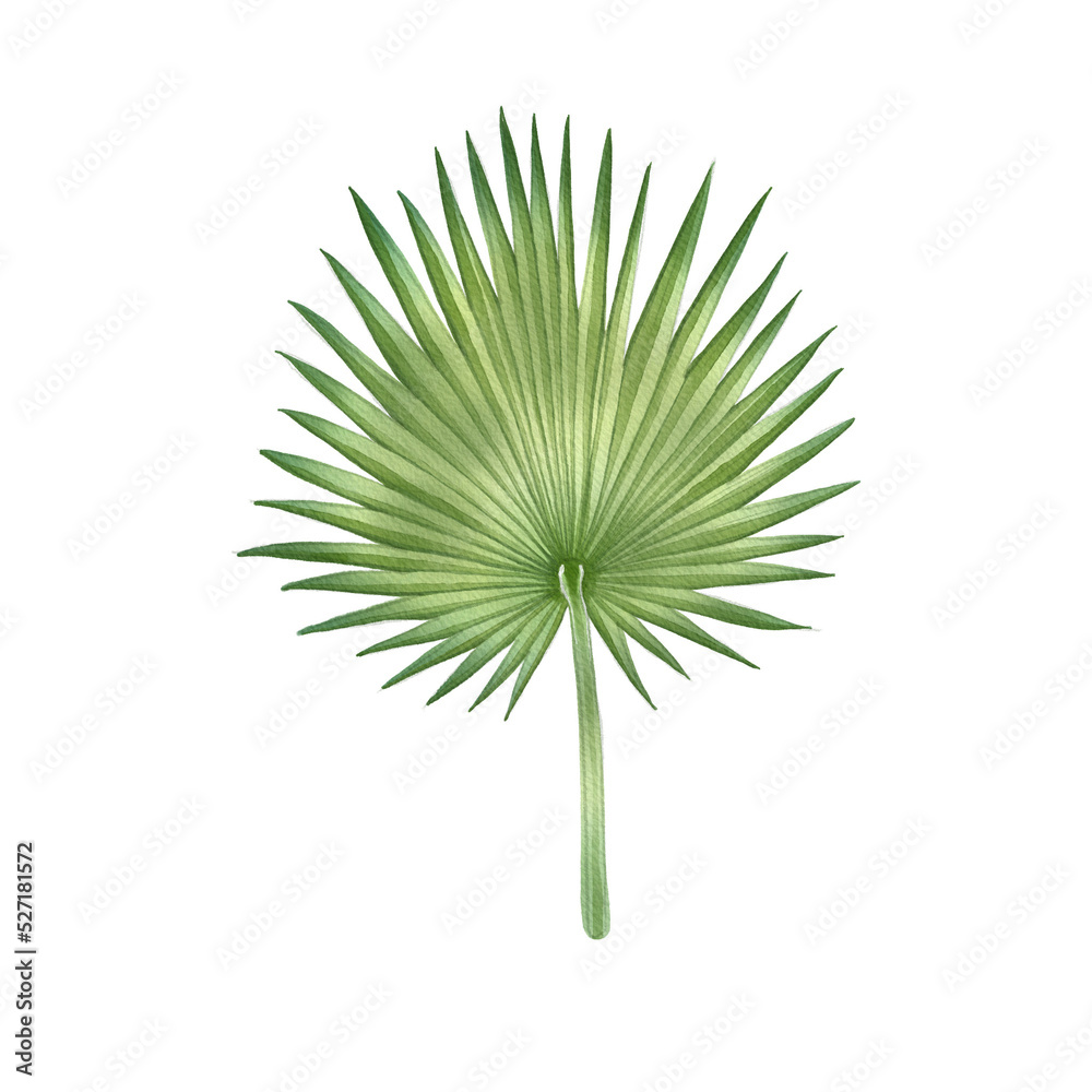 Green leaf watercolor illustration. Green leaf watercolor illustration.