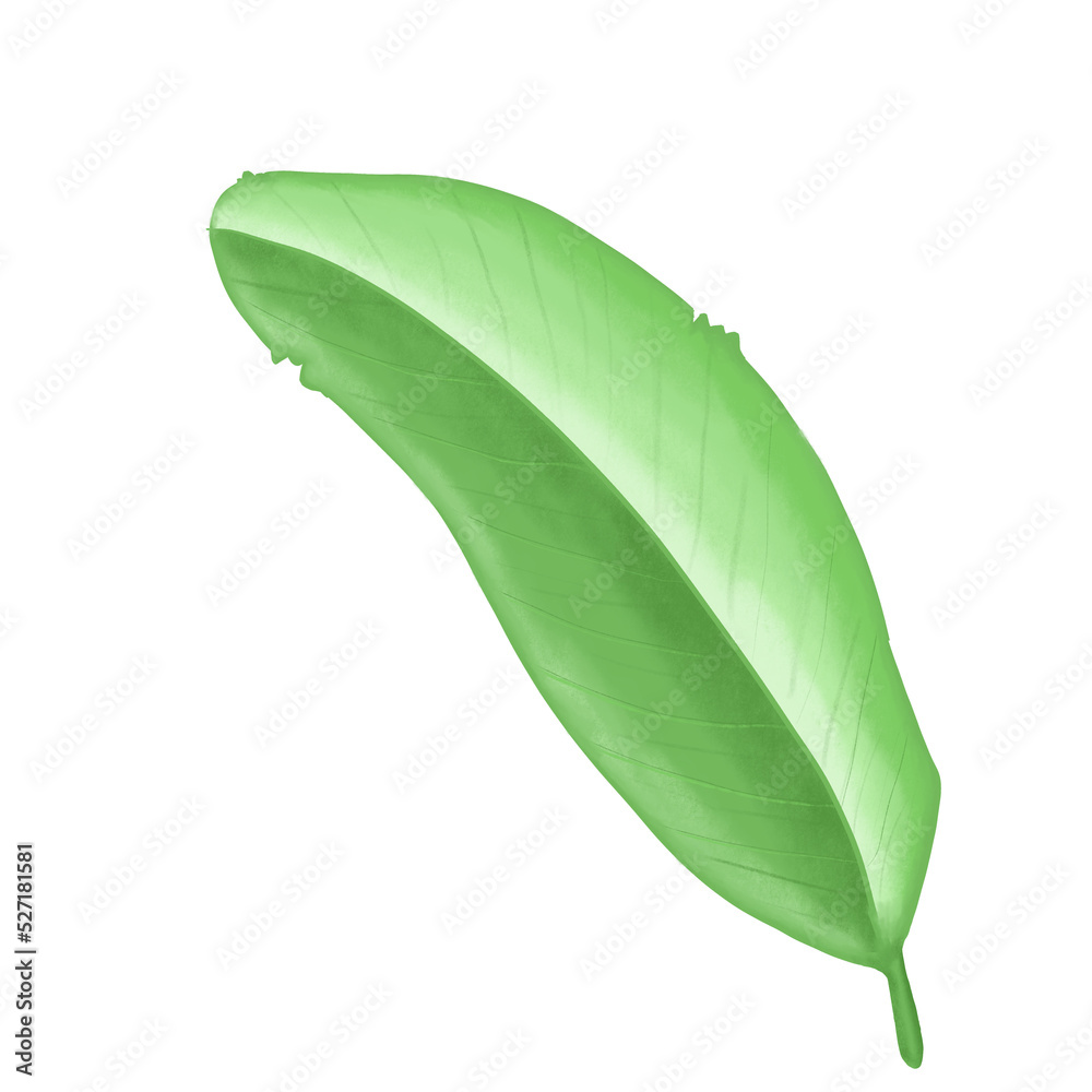 Obraz premium Green leaf watercolor illustration.