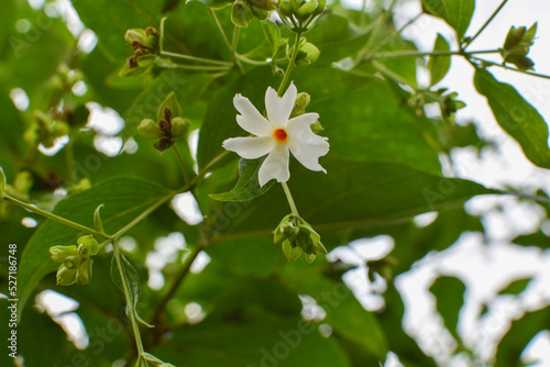 Nyctanthes arbor-tristis, the night-flowering jasmine or Parijat or hengra bubar or Shiuli flower display with blur nature background. photo