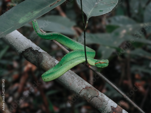 Green Tree Snake origin from Sumatera, Indonesia on wood 2