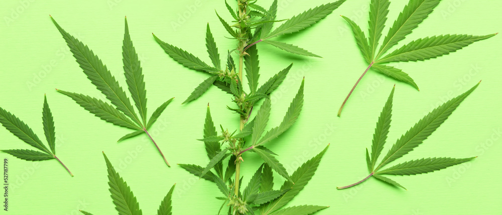 Hemp leaves on green background