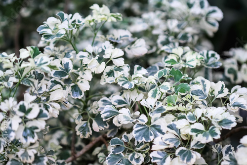 Polyscias (Ming Aralia) leaf plant bloom in garden natural background photo