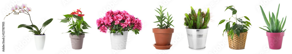 Set of different houseplants isolated on white Set of different houseplants isolated on white