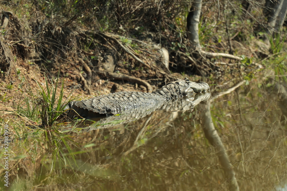 Obraz premium Yacaré