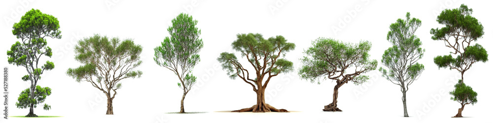 Obraz premium eucalyptus trees isolated on white background 