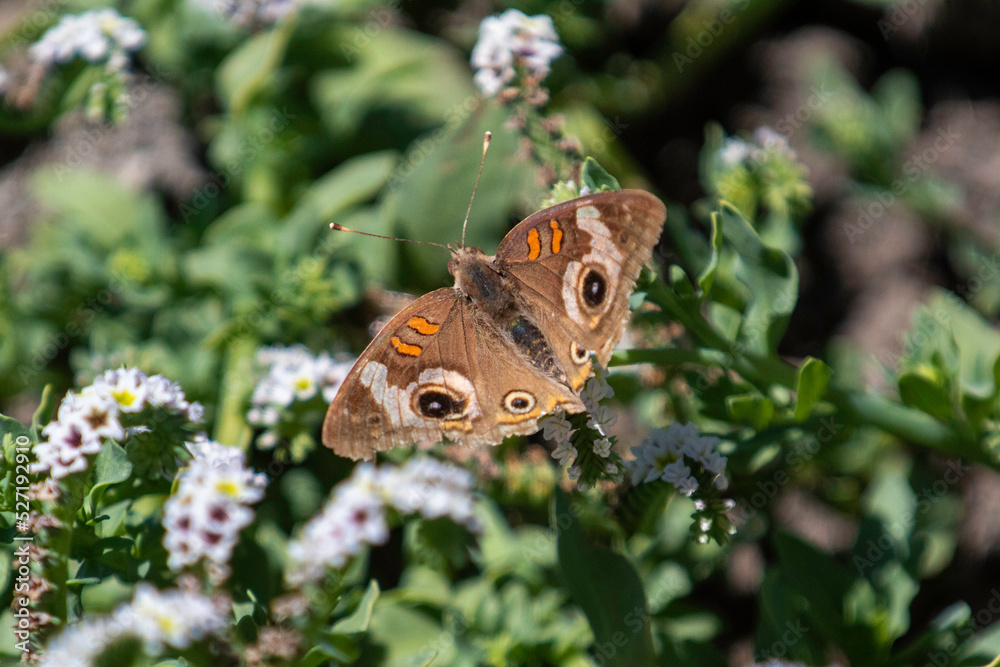 Fototapeta premium A buckeye butterfly getting nectar from a flower in a park