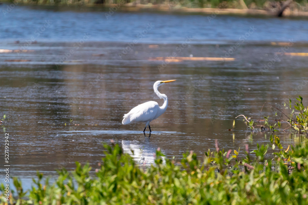 Naklejka premium An Egret on the hunt.