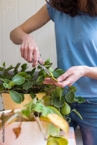 A woman is cutting yellow leaves, caring for potted plant