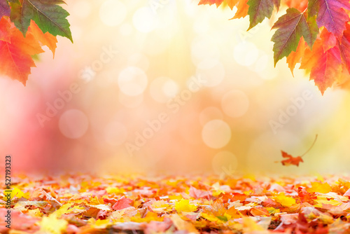 Fallen colorful autumn leaves background  Sunny fall afternoon 
