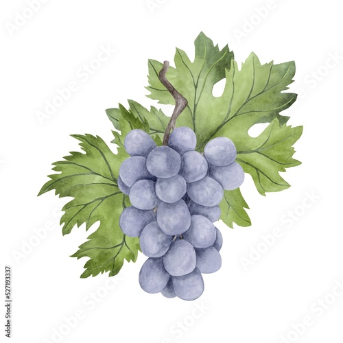 Blue grape watercolor illustration Fototapet