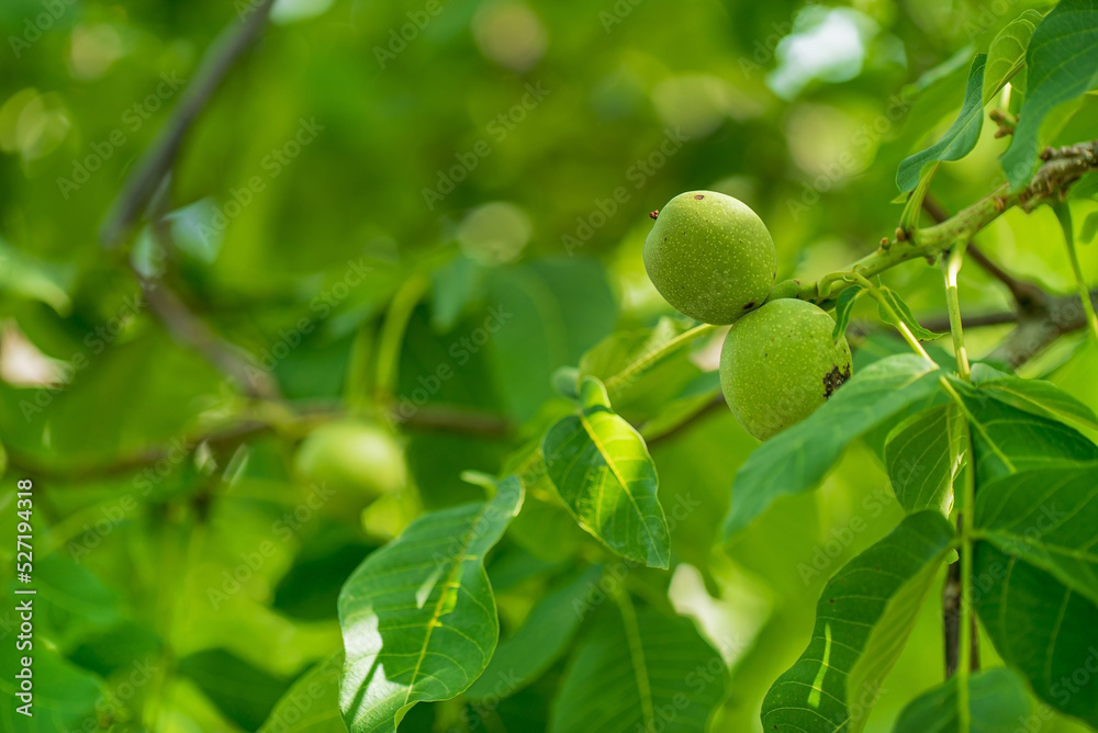green walnuts in the garden green walnuts in the garden