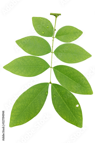 green leaf isolated on white background © roj