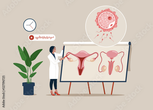 Medical specialist studying donor inner organ.  Abstract concept of Vector set of male and female reproductive system. Seminar, lecture, healthcare meeting concept.
