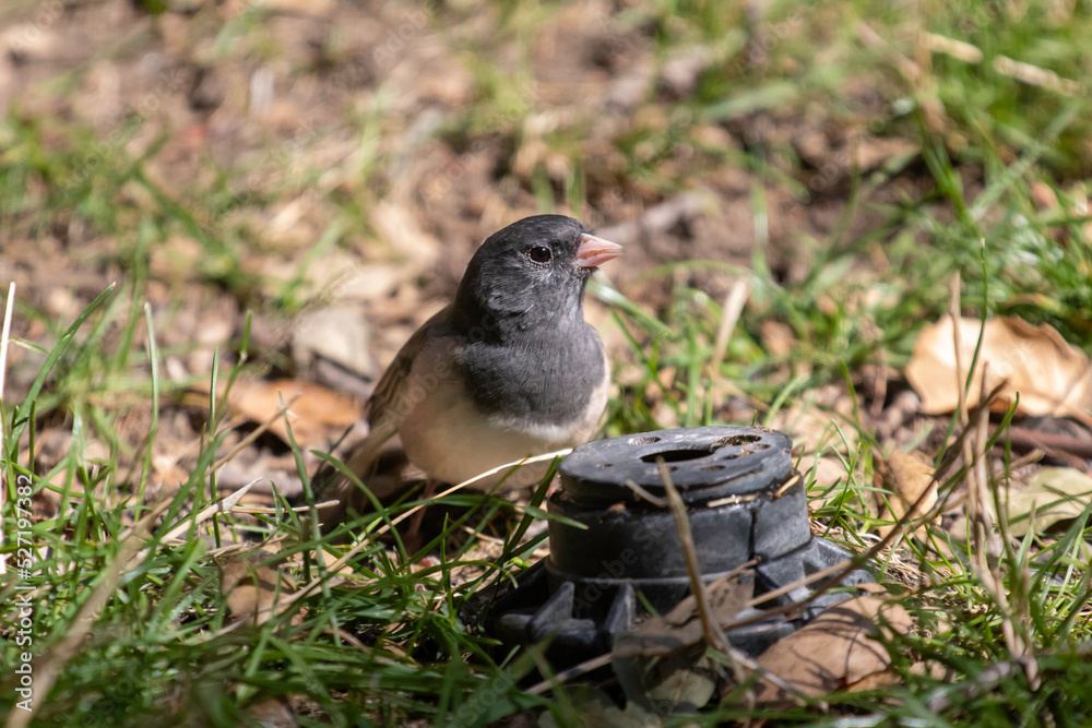 Obraz premium A Dark-Eyed Junco on the grass.