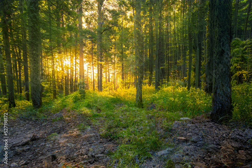 Magical sunset in the forest.