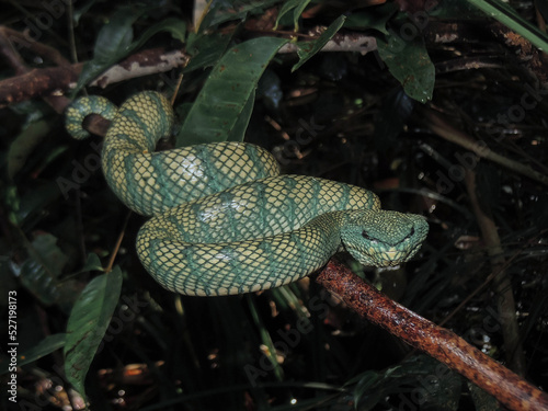 A snake on the branch