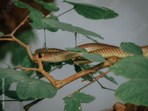 A snake on the branch