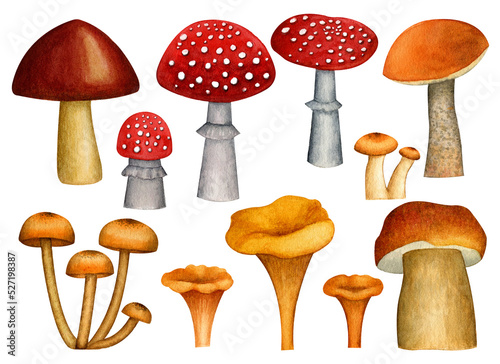 Watercolor drawing of mushrooms. A set of wild mushrooms: fly agarics, aspen, honey mushrooms, Chanterelle, Russula, Boletus. Made manually. PNG format