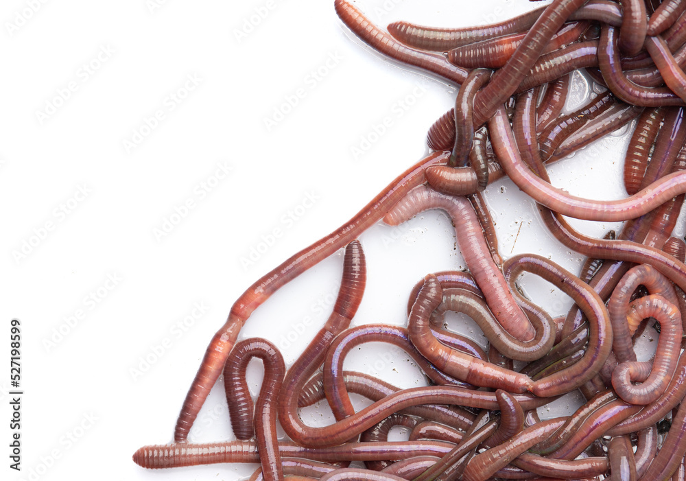 Earthworms close-up on a white background for farmers and fishermen Earthworms close-up on a white background for farmers and fishermen