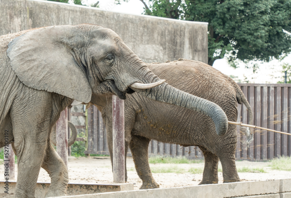 Naklejka premium 餌を食べる動物園のぞう