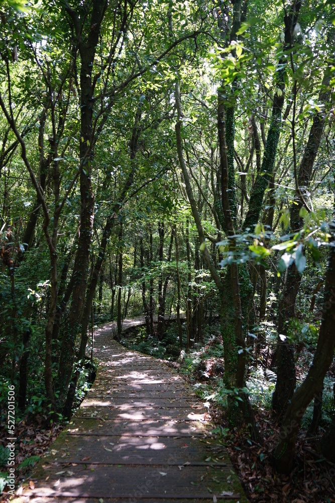 fine boardwalk through refreshing spring forest fine boardwalk through refreshing spring forest