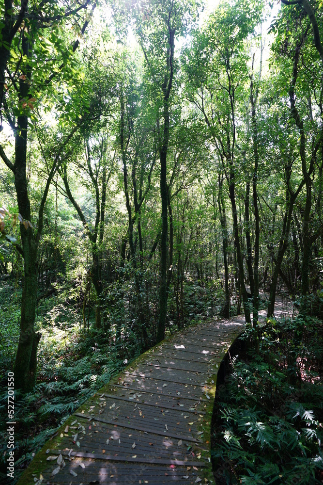 Fototapeta premium fine boardwalk through refreshing spring forest
