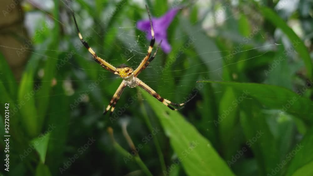 Araña Tigre ARGIOPE ARGENTAT 7 en plantas Araña Tigre ARGIOPE ARGENTAT 7 en plantas