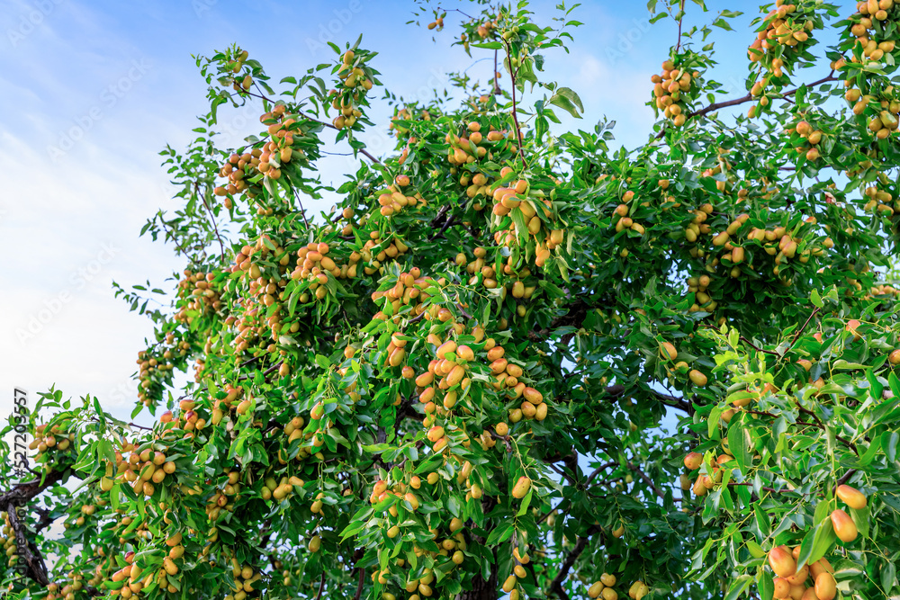 Sweet jujubes grow on jujube tree. Ripe date fruits in autumn season.