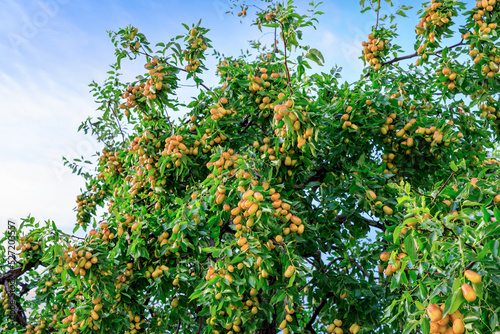 Sweet jujubes grow on jujube tree. Ripe date fruits in autumn season.