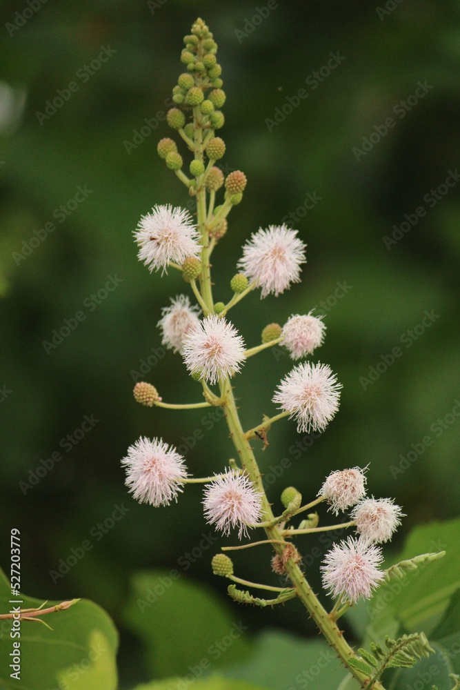 Shame plant in beautiful bloom Shame plant in beautiful bloom