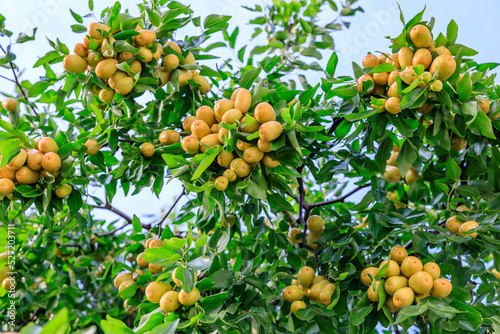 Sweet jujubes grow on jujube tree. Ripe date fruits in autumn season.