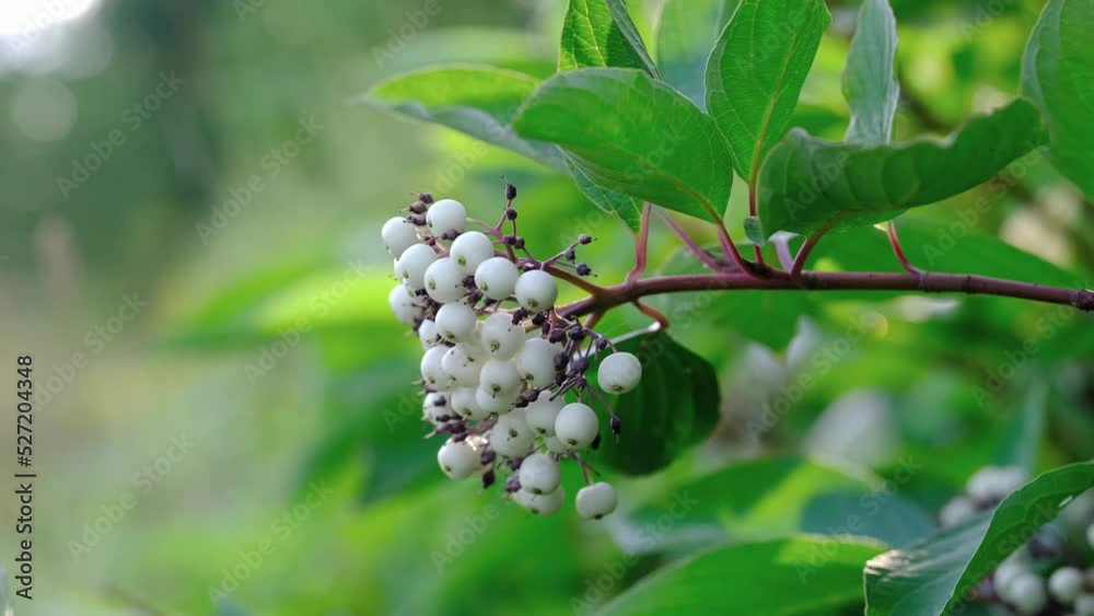 A branch with white berries sways in the wind. A branch with white berries sways in the wind.