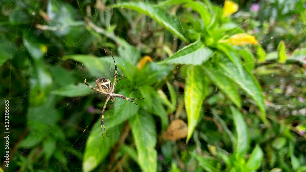 Araña Tigre ARGIOPE ARGENTATA 2 Araña Tigre ARGIOPE ARGENTATA 2