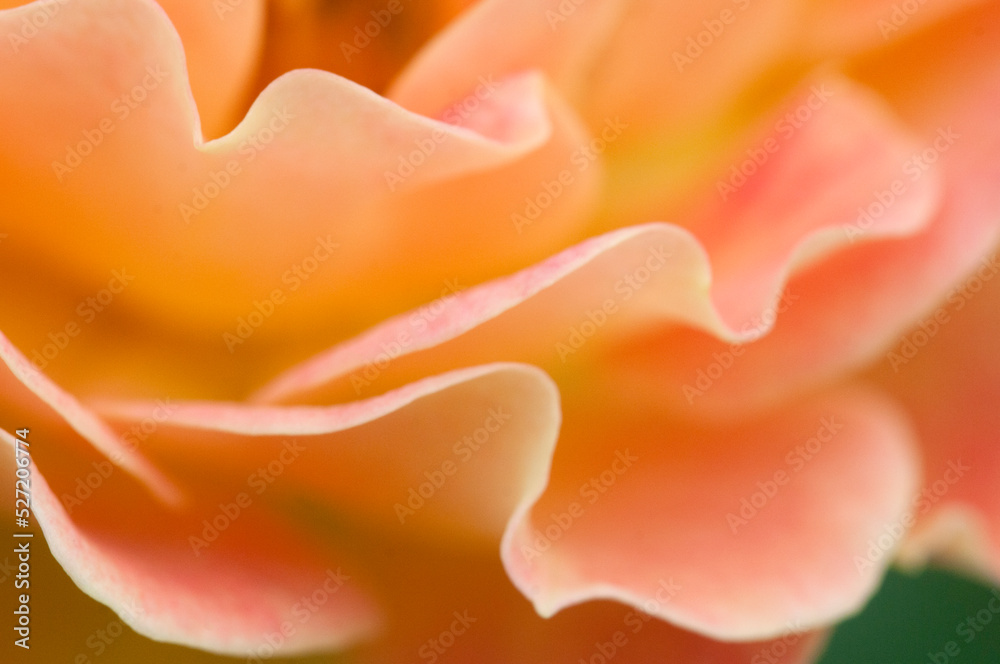 Rose flower fragment, macro shot Rose flower fragment, macro shot