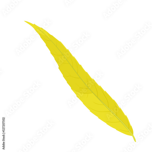 Willow autumn yellow leaf isolated on white background. Vector botanical cartoon illustration.