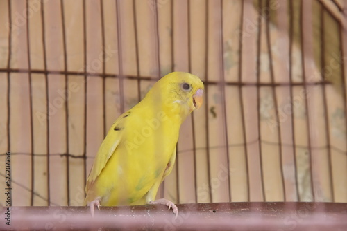 yellow small parrot