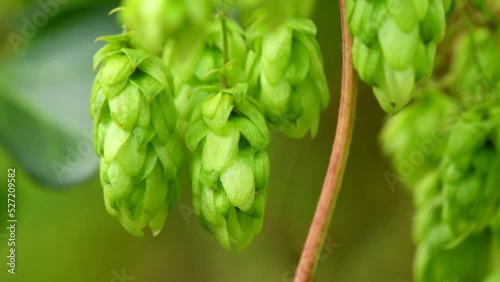 ripe hop cones in summer in Germany photo