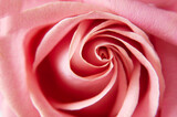 Beautiful pink rose macro background,
