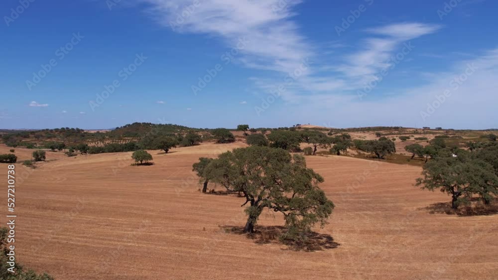 Fly Over Cork Oak Trees Field At Summer In Alentejo Plains In Portugal. Aerial Drone Shot Fly Over Cork Oak Trees Field At Summer In Alentejo Plains In Portugal. Aerial Drone Shot