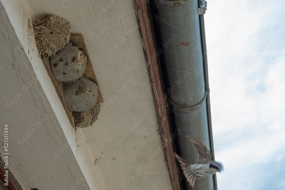 Obraz premium Schwalbenfütterung 5 von 5