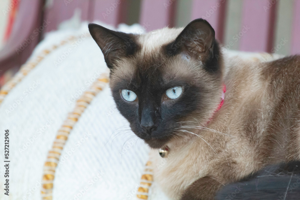 A siamese cat with blue eyes