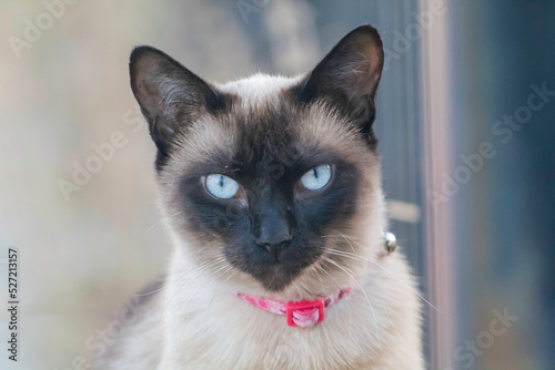 A siamese cat with blue eyes © Robert