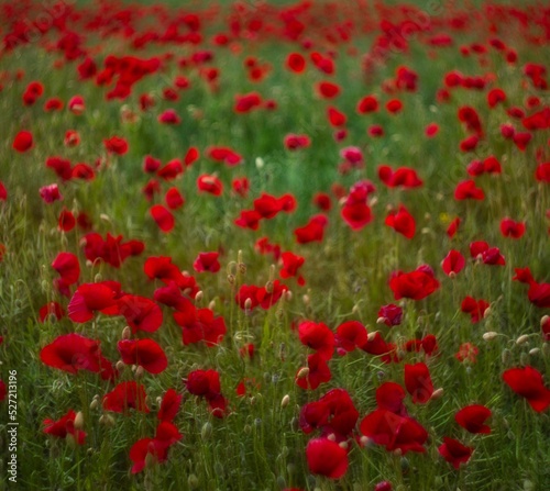 Red Poppy field amidst green grass