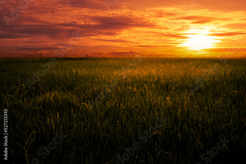 Rice field landscape during golden hour.