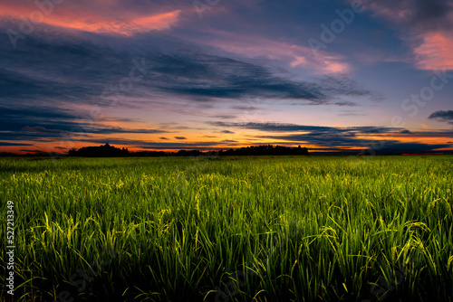 Dusk in agricultural field