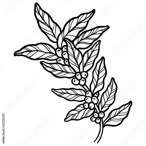 Coffee tree with beans coffea sketch and colorless image, leaves and coffee beans organic plant.