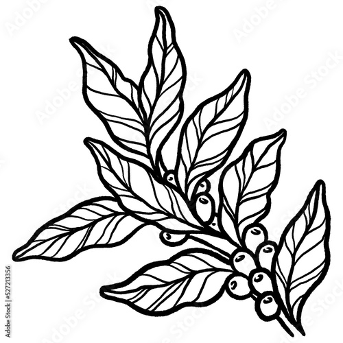 Coffee tree with beans coffea sketch and colorless image, leaves and coffee beans organic plant. © Natcha
