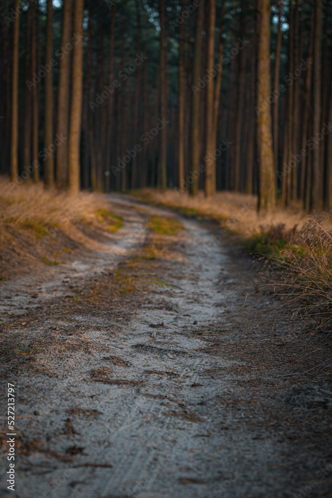 Naklejka premium Forest path