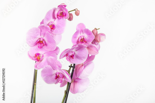 Blooming branch of orchids, phalaenopsis isolated in white background